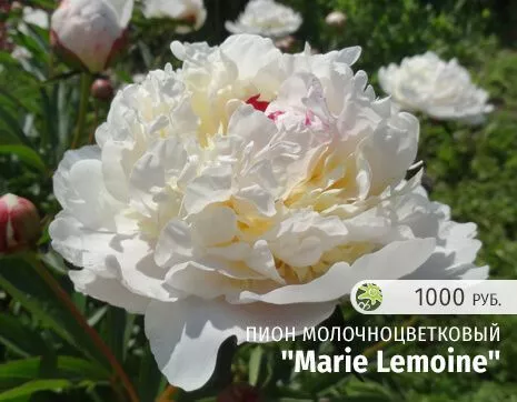 Marie Lemoine.jpg